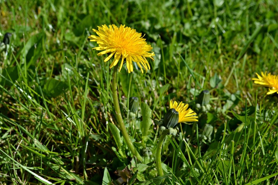 Одуванчик на участке: почему он возвращается снова и как победить сорняк, который не сдаётся без боя