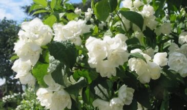 Чубушник в саду: как выбрать ароматный сорт и не ошибиться с зимостойкостью