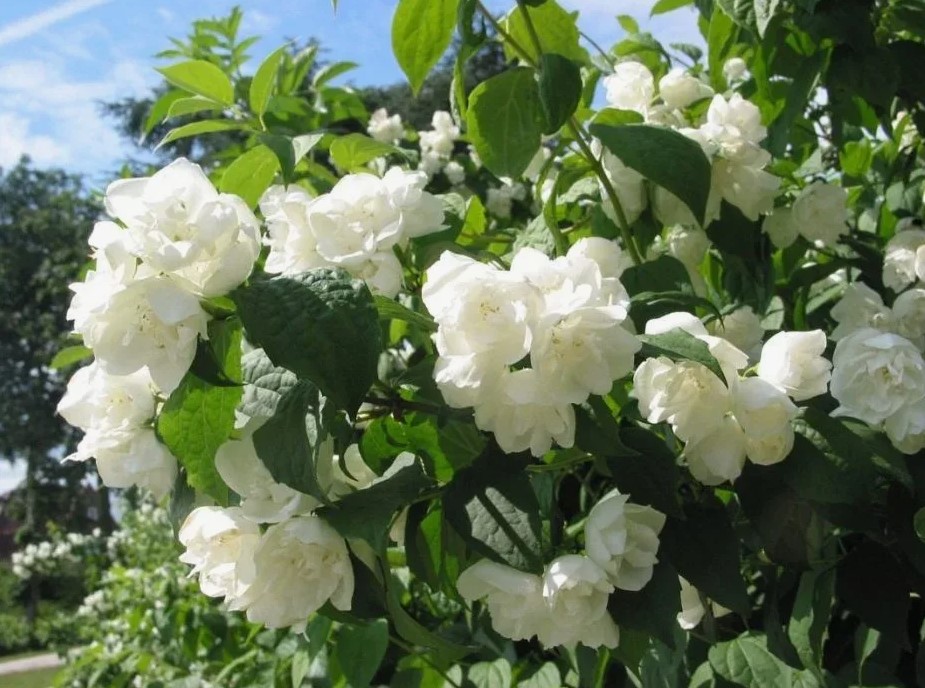 Чубушник в саду: как выбрать ароматный сорт и не ошибиться с зимостойкостью