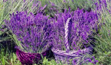 Лаванда из семян: секрет стратификации — как вырастить ароматный куст с первого раза