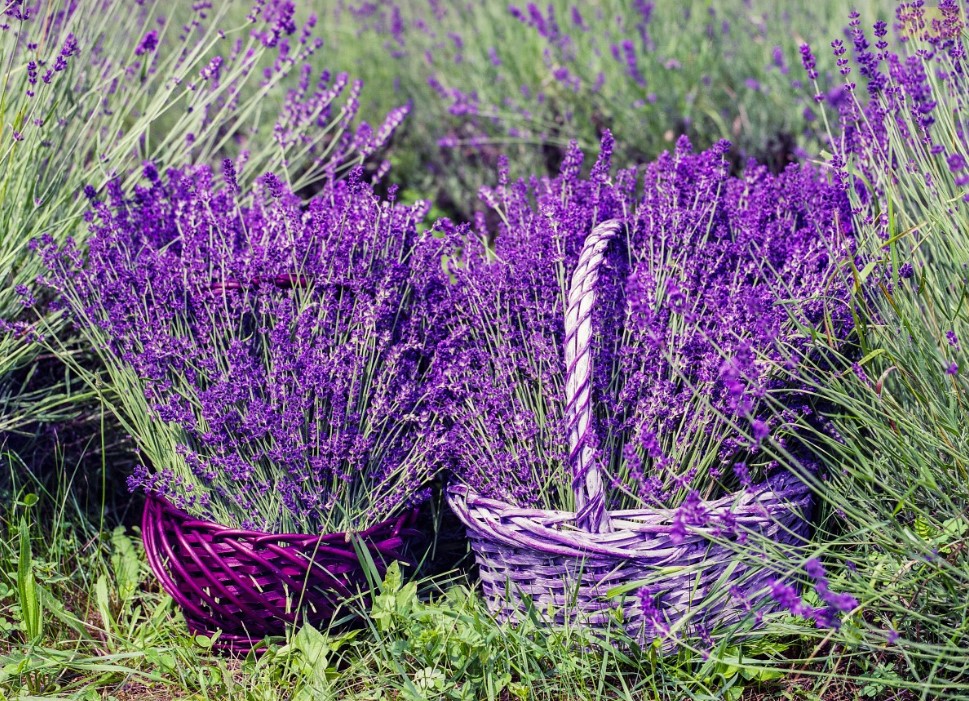 Лаванда из семян: секрет стратификации — как вырастить ароматный куст с первого раза