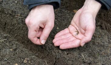 Грядки в апреле: 3 простых способа сохранить влагу и тепло для раннего урожая