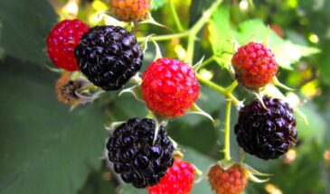 Не сажайте шелковицу, пока не прочтете это: 11 причин, почему это дерево изменит ваш сад и здоровье навсегда