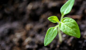 Чёрная ножка атакует рассаду: 5 шагов, которые спасут урожай за один вечер — действуйте, пока не поздно