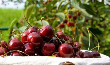 1 ведро до распускания почек: вишня без монилиоза и ягоды размером с мандарин!