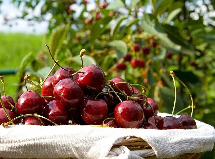 1 ведро до распускания почек: вишня без монилиоза и ягоды размером с мандарин!