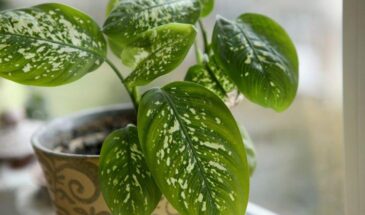 Диффенбахия: красивый цветок, который очищает воздух, но требует осторожности