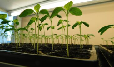 Лунный календарь на апрель 2026: лучшие дни для посева, чтобы не пропустить урожай