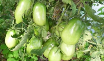 Этот томат обманул всех: тихий «тугодум» выдал рекордный урожай до октября