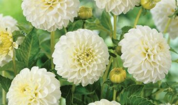 Эти «цветы-помпоны» превратят ваш сад в сказку — цветут всё лето!