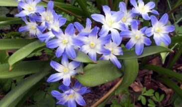 Хионодокса: посадка и уход за снежной королевой среди первоцветов