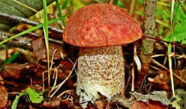 Грибы после 50: пять причин есть их чаще — врачи подтвердили