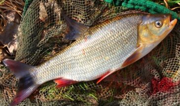 Чешуя в пакете: как почистить рыбу и не убирать кухню