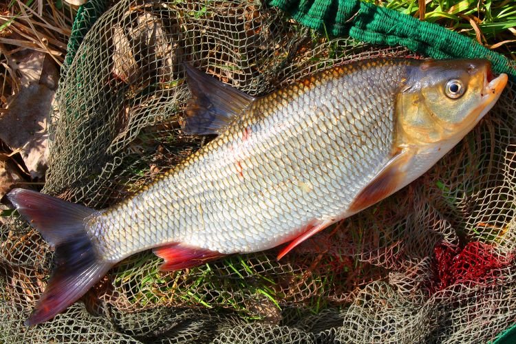 Чешуя в пакете: как почистить рыбу и не убирать кухню