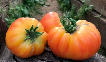Три сорта томатов для сладкого урожая: до 25 кг с квадратного метра