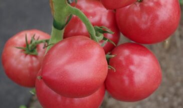 Томат «Гордость застолья F1»: огромный урожай уже через 100 дней — секреты выращивания