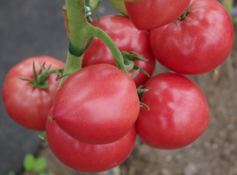Томат «Гордость застолья F1»: огромный урожай уже через 100 дней — секреты выращивания