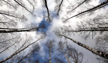 Иванов день 9 марта: почему в эту ночь нельзя рано ложиться спать и как уберечь дом от нечисти по народным поверьям