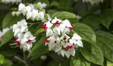 Клеродендрум в доме: как ухаживать за деревом судьбы для пышного цветения