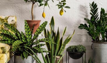 Комнатные цветы в марте: как вернуть растениям декоративность и размножить их черенками