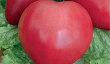 Сахарный бизон: томат весом 600 г со вкусом карамели — урожай, который жалко резать в салат