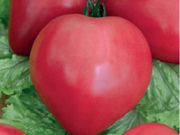 Сахарный бизон: томат весом 600 г со вкусом карамели — урожай, который жалко резать в салат