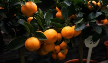 Мандарин дома: одна правда о дереве из косточки, которая заставит вас пересмотреть планы на урожай