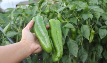 «Царь Салтан» в 2026: перец, который даст урожай даже в холодное лето — секреты посадки и ухода