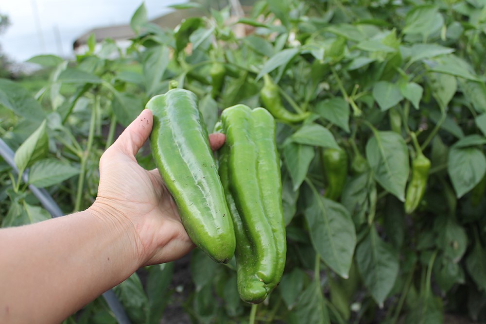 «Царь Салтан» в 2026: перец, который даст урожай даже в холодное лето — секреты посадки и ухода