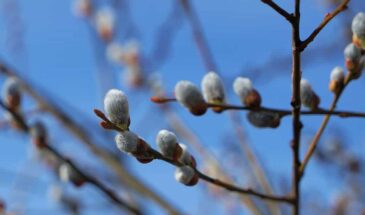 Вербное воскресенье 2026: суть праздника, традиции и что нельзя делать 5 апреля