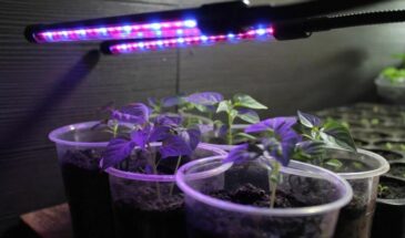 Рассада вытягивается? Ошибка со светом, которую допускают почти все