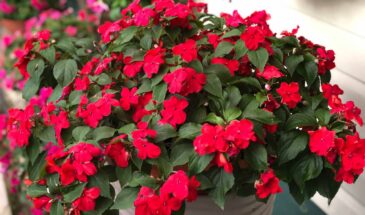 Бальзамин Уоллера: один секрет посева в марте, который гарантирует цветение всё лето