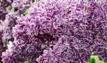 Сирень с белой каймой: этот сорт превратит ваш сад в открытку и заставит соседей завидовать