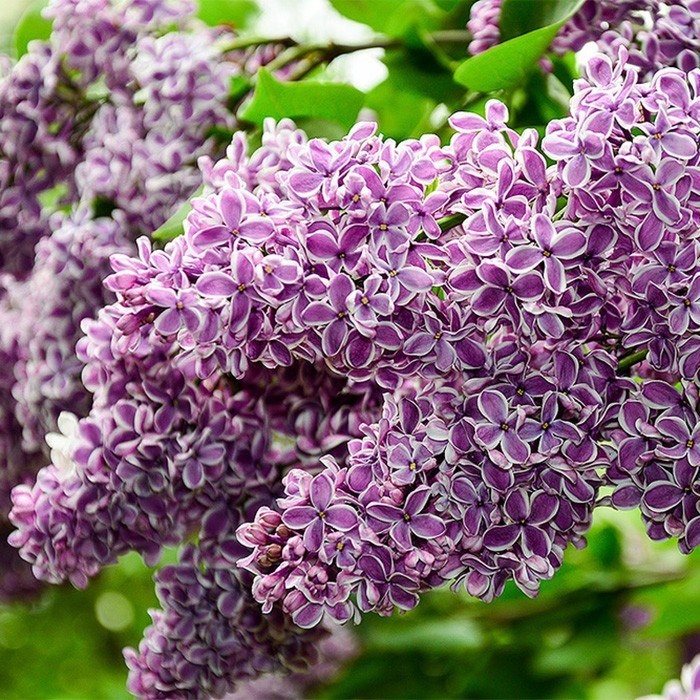 Сирень с белой каймой: этот сорт превратит ваш сад в открытку и заставит соседей завидовать