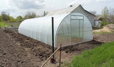 Что посеять в теплице в марте: список культур, которые дадут урожай раньше всех