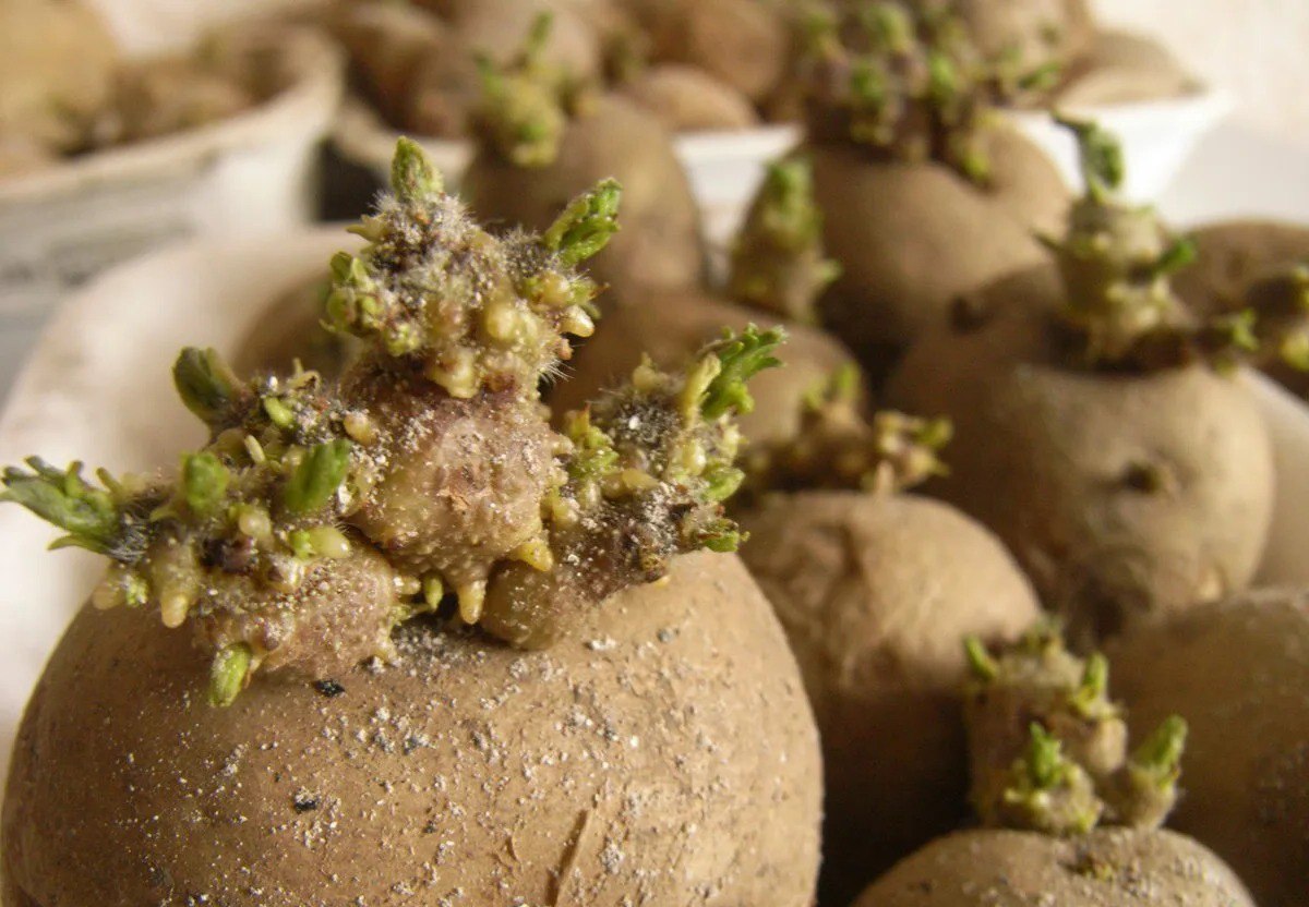 Картофель взойдёт на 2 недели раньше: как правильно прорастить клубни