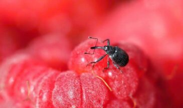 Долгоносик на малине: горчичный раствор, который спасёт урожай — без химии и за копейки