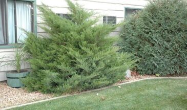 Сад без полива: какие растения выживут в жару и сэкономят вам воду