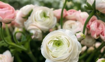 Петунии и розы «отдыхают»: этот многолетник цветёт всё лето без хлопот — не боится ни холода, ни жары