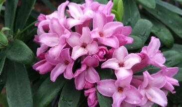 «Красиво, но смертельно»: 7 растений, которые нельзя сажать на участке