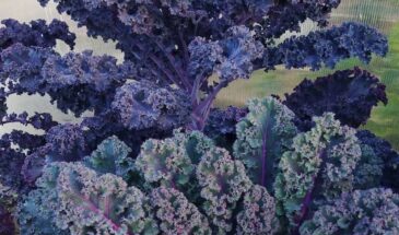 Эта капуста переживёт любые заморозки и заменит мясо: почему сорт «Цыганочка» называют суперфудом года