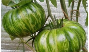 Пять проверенных сортов томатов: какие посадить для гарантированного урожая