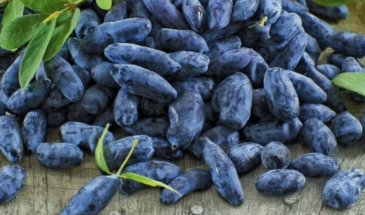 Жимолость даёт мало ягод? Ошибка с подкормкой, которая лишает урожая даже при хорошем уходе