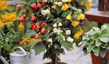 12 цветов на одной ветке: этот домашний «клён» цветёт круглый год, а вы даже не знали о его секретах
