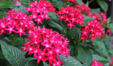 Забудьте про гортензию: пентас цветёт всё лето до заморозков и не требует сложного ухода