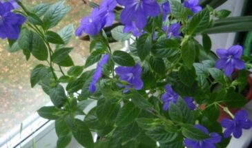 Барлерия дома: тропический цветок, который простит ошибки новичка и зацветёт в первый год