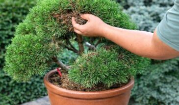 Сосна горная для маленького участка: компактное хвойное, которое не перерастёт