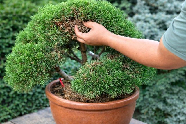 Сосна горная для маленького участка: компактное хвойное, которое не перерастёт