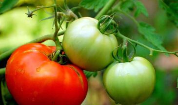 Ранние томаты для открытого грунта: секреты выбора низкорослых сортов — дают урожай даже в холодное лето