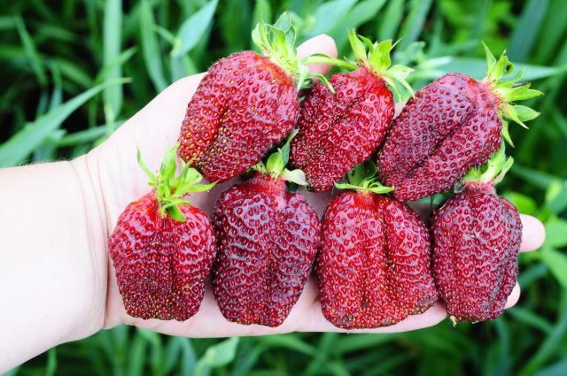 Земклуника: сладкий гибрид, который даёт ягоды всё лето — соседи будут просить рассаду